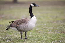 Lone Canadian Goose On Green Grass