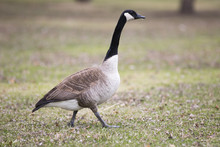 Lone Canadian Goose On Green Grass