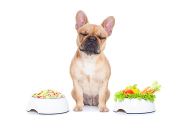 Wall Mural - dog with food choice