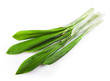 © Buriy - green wild garlic