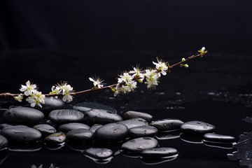 branch cherry blossom with black stones on wet background