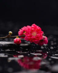 Sticker - Red sakura flowers with therapy stones