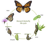 Fototapeta  - Monarch butterfly life cycle