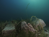 Freshwater underwater impression
