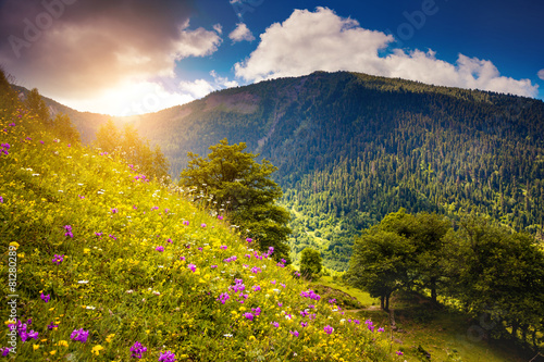 Fototapeta do kuchni views of the alpine meadows