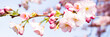 Leinwandbild Motiv kirschblütenzweige