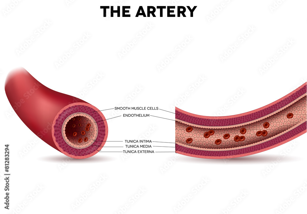 Healthy artery anatomy, artery layers detailed illustration - obrazy, fototapety, plakaty 
