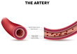 Healthy artery anatomy, artery layers detailed illustration