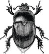 Vintage graphic beetle scarab