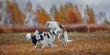 The Borzoi dogs running in an autumn field