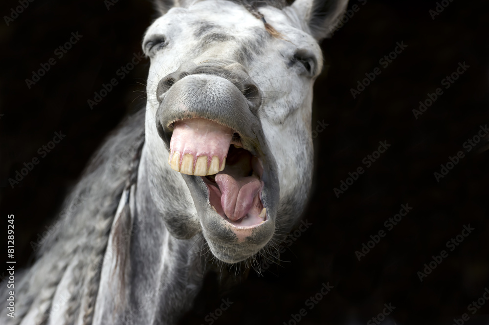 Laughing Horse Funny Happy White Smiling Teeth - obrazy, fototapety, plakaty 