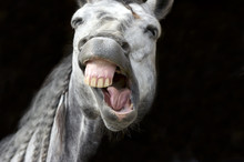  Funny Animal Horse Laughing Crazy Happy Silly Teeth