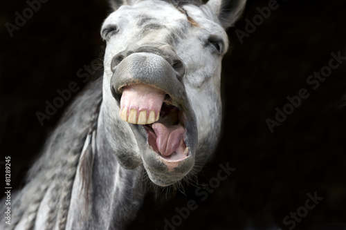 Plakat Laughing Horse Funny Happy White Smiling Zęby