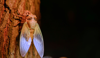 Cicada hatching