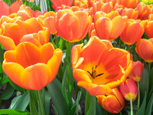 Orange Show Tulips