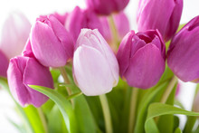 Beautiful Purple Tulip Flowers