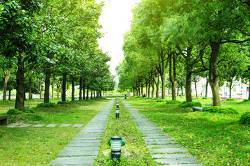 footpath and trees in park