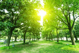 Fototapeta Przestrzenne - footpath and trees in park
