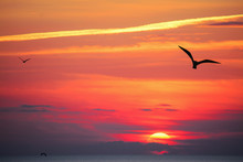 Bird Silhouettes At Sunset