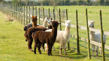 Group Of Alpacas By A Fence Brown White
