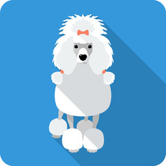 Wall Mural - dog Poodle icon flat design