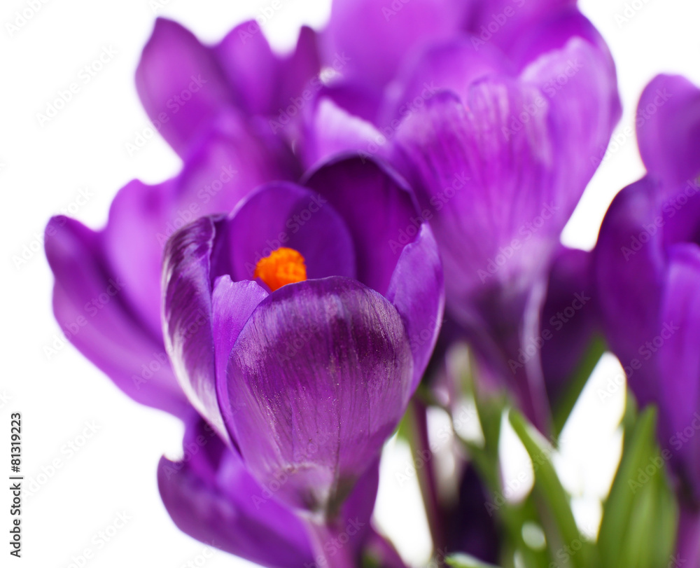 Purple crocus isolated on white