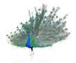Male Indian  Peacock displaying tail feathers Isolated On White