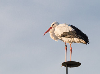 Wall Mural - Stork on a pole