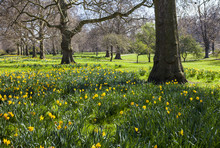 St. James's Park In London During Spring