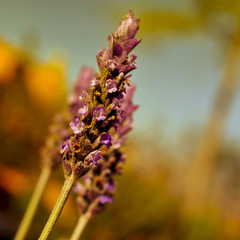 Sticker - lavender flowers, with a filter effect