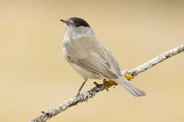 blackcap (sylvia atricapilla ), perched on a branch in the fores
