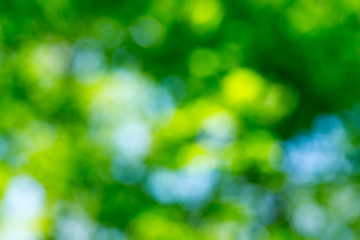 Wall Mural - natural green background