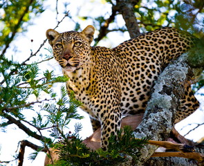 leopard on the tree. tanzania. serengeti.