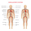 heart anatomy, circulatory system, human blood artery,