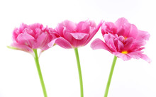 Pink Tulips Isolated On White