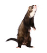 Sable Ferret Standing Up