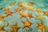 Fototapeta  - Cluster of starfish underwater on sandy seabed