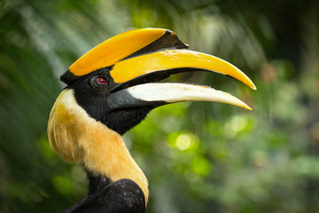 Wall Mural - .Borneo exotic great hornbill bird