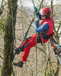 © ARochau - Seilklettertechnik bei der Baumpflege