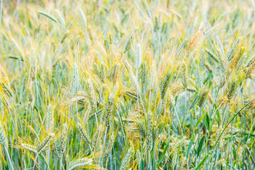 Poster - Wheat Field in Chiang Mai Royal Agricultural Research Centre Khu