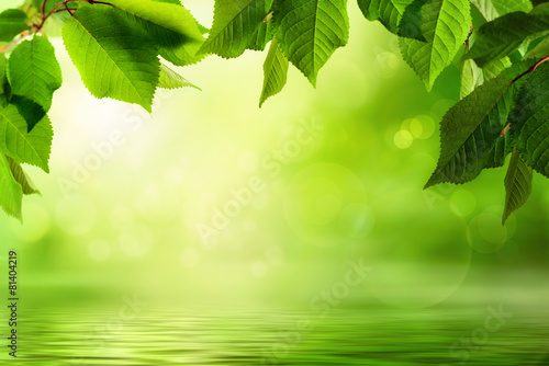 Dekoracja na wymiar  zielona-natura-jako-tlo
