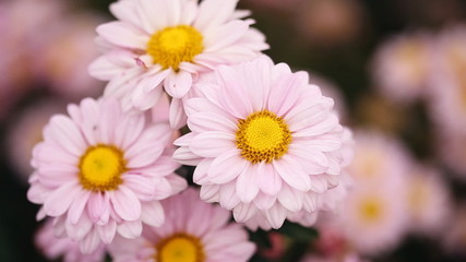 Wall Mural - beautiful chrysanthemum flower blooming with wind blow