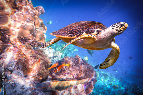 Obraz Dibond Hawksbill Turtle - Eretmochelys imbricata