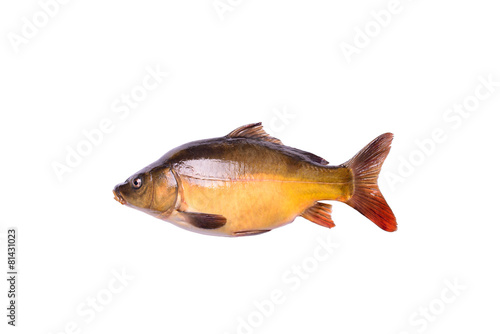 Fotografija tench fresh raw fish isolated on white background, clipping path