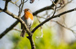 robin on a tree twig