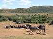 Zebras and Antelopes in Southafrica