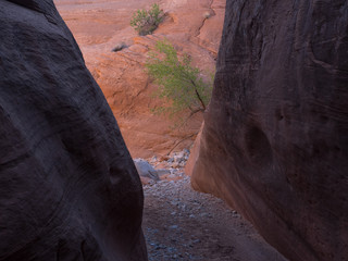 Wall Mural - Lower Maidenwater Canyon