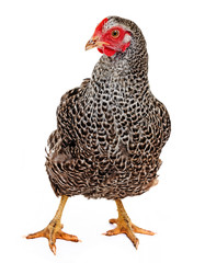 farm hen isolated on white background