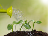 Watering can watering young plants