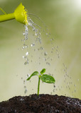 Watering can watering young plants
